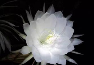 西南独立昙花现__洛阳牡丹花的花期短一点的