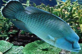 珊瑚会长出水面吗__珊瑚吃鱼粮吗