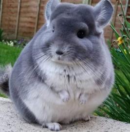 世界上最可爱的鼠类,不仅外形讨喜,行为也很有趣__世界上最可爱的鼠类,不仅外形讨喜,行为也很有趣