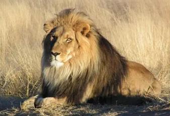 _索马里狮数量_狮子三米