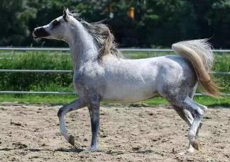 美国阿拉伯马_美系阿拉伯马_