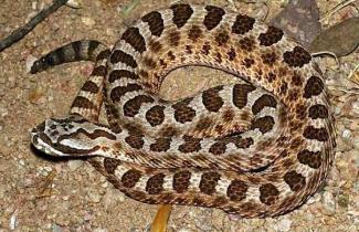 毒蛇死后咬人_蛇死了之后蛇头还在咬人_