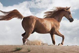 汗血宝马的汗水_宝马汗血图片_