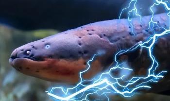 微伏电压放大器__伏打电堆的电压