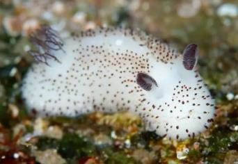 _海螺为什么有壳_海螺外壳上的附着物