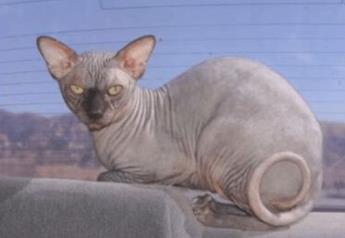 _猫身上的毛很少什么原因_猫身上全是毛