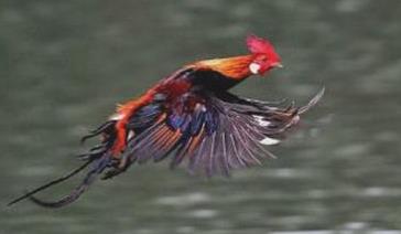 _飞上远方是什么歌曲_能飞到很远的飞机