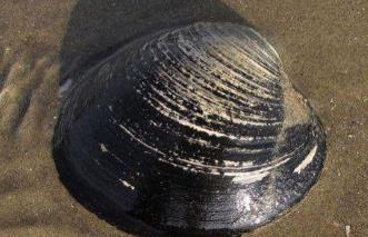 世界上最长寿的动物,北极圆蛤活了507岁_世界上最长寿的动物,北极圆蛤活了507岁_