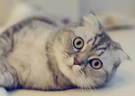 _猫属阴可以养吗_猫属相能阴气养喜欢人么