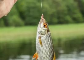 _死鱼能钓鱼吗_钓鱼死鱼正口邪门吗