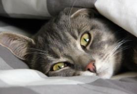 养猫是阴气还是阳气__阴气重的女生可以养黑猫吗