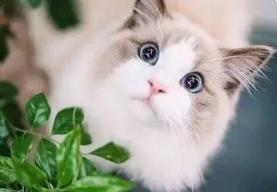 _养猫招阴_招猫的人阴德好吗