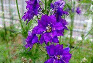 _毒性最强的草是什么草_毒性很强的草