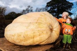 一辆轿车的重量分布__南瓜车造型现在发展