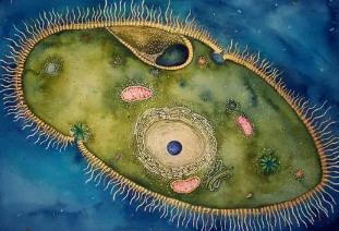 世界上最小的动物:H39,直径0.3微米(1千万亿个重1克)__世界上最小的动物:H39,直径0.3微米(1千万亿个重1克)