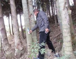 世界上最大的竹子品种:巨龙竹 直径似水桶/最高可长45米__世界上最大的竹子品种:巨龙竹 直径似水桶/最高可长45米