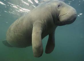 因皮毛灭绝的动物__因为皮毛濒临灭绝的动物