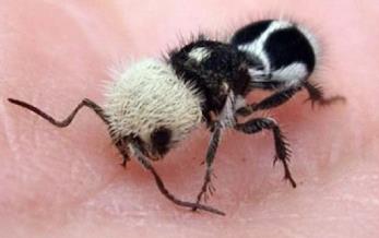 _长相清奇的熊猫_熊猫蚂蚁介绍