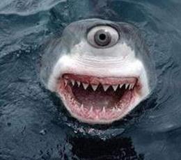 眼睛长在前面的鲨鱼_眼睛横着长的鲨鱼_