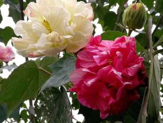 变色植物花__变颜色的花叫什么名字