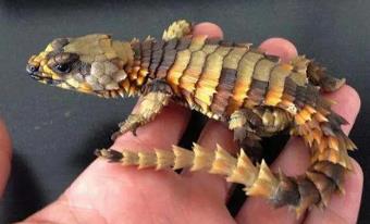 南非lm__南非nandos