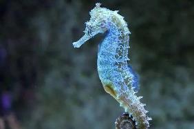 _海马每分钟能游多少米_海马友鱼怎么吃