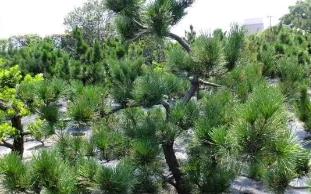 火星可以种草吗__火星有适合植物生长的气候吗