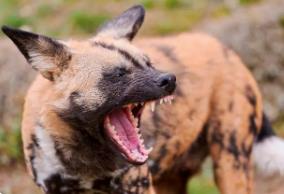 吉凶测准狗叫犬吠方法图解__狗叫测吉凶法时间