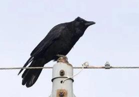 人死后乌鸦报丧几天__人死后乌鸦叫