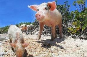 _世界上最幸福的猪，猪岛原著主子（有一猪岛）_世界上最幸福的猪，猪岛原著主子（有一猪岛）