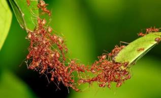 团结力量的动物_团结的群居动物_