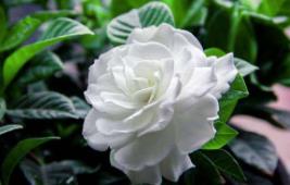 远处闻到花香近处闻不到__很远就闻到香味的成语