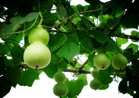 辟邪的神物_物神是什么意思_