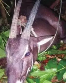 _麒麟圣母是谁_越南麒麟