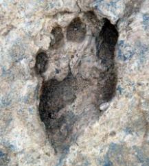 肯尼亚是人类的发源地吗__肯尼亚原始人