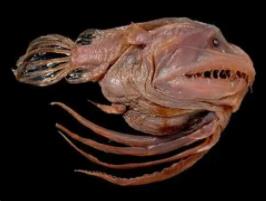 揭秘肯伟岛怪物之谜，神秘五个脚趾怪物(海洋生物鮟鱇鱼)__揭秘肯伟岛怪物之谜，神秘五个脚趾怪物(海洋生物鮟鱇鱼)