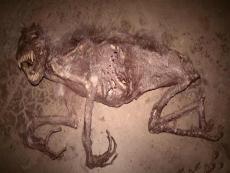 揭秘肯伟岛怪物之谜，神秘五个脚趾怪物(海洋生物鮟鱇鱼)_揭秘肯伟岛怪物之谜，神秘五个脚趾怪物(海洋生物鮟鱇鱼)_