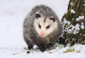 动物装死有用吗__动物装死是什么行为