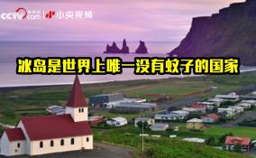 蚊子能适应的最高温度__蚊子生存环境最低温度