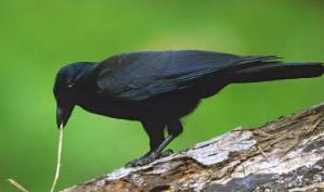 _鸟很聪明_鸟聪明