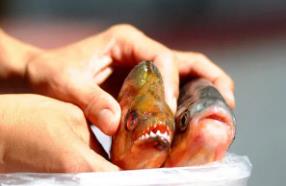 _疯狂食人鱼3d游戏_恐怖疯狂人鱼食鱼撕咬世界视频