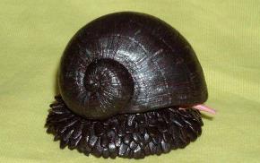 地球上唯一铁甲生物,普通的子弹根本不能打穿其外壳_地球上唯一铁甲生物,普通的子弹根本不能打穿其外壳_