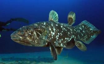 恐龙时代的活化石_现存的恐龙化石_