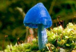 食用蘑菇图片__功能性子宫出血能否食用黒木耳