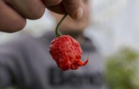 辣椒嘴唇肿了怎么办_辣椒为什么辣嘴唇_