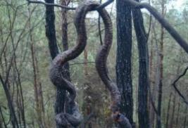 _飞升渡劫的小说_真实道士飞升事件