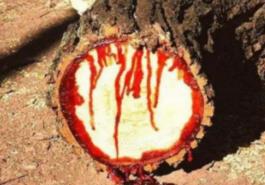 流血是暗红色的是什么原因_流红血的树_