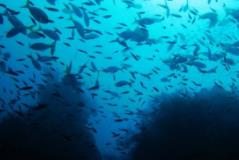 世界上最大的黑珊瑚森林：共计3万群(最高达1米)_世界上最大的黑珊瑚森林：共计3万群(最高达1米)_