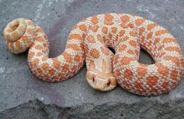 猪鼻蛇_猪鼻蛇假死_