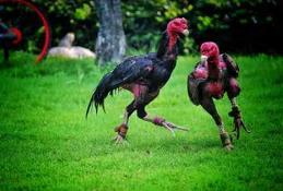 _鲁西斗鸡有什么特点_鲁西斗鸡打架视频